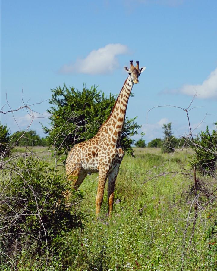 Mabata Makali Luxury Tented Camp Ilusi Eksteriør billede